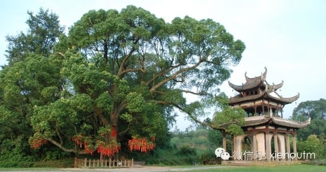 唐模的那些树儿
